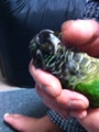[Conure][ウロコインコ]