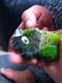 [Conure][ウロコインコ]