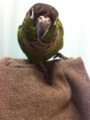 [Conure][ウロコインコ]
