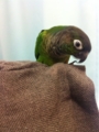 [Conure][ウロコインコ]