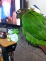 [Conure][ウロコインコ]