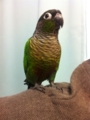 [Conure][ウロコインコ]