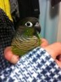 [Conure][ウロコインコ]