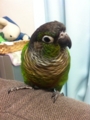 [Conure][ウロコインコ]