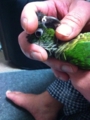 [Conure][ウロコインコ]