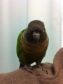 [Conure][ウロコインコ]