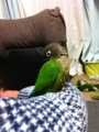 [Conure][ウロコインコ]