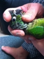 [Conure][ウロコインコ]