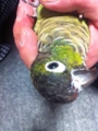 [Conure][ウロコインコ]