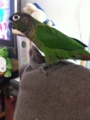 [Conure][ウロコインコ]