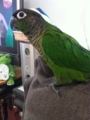 [Conure][ウロコインコ]