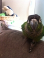 [Conure][ウロコインコ]