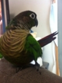 [Conure][ウロコインコ]