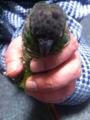 [Conure][ウロコインコ]