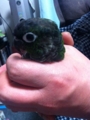 [Conure][ウロコインコ]