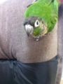 [Conure][ウロコインコ]