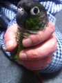 [Conure][ウロコインコ]