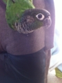 [Conure][ウロコインコ]
