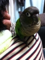 [Conure][ウロコインコ]