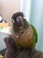 [Conure][ウロコインコ]