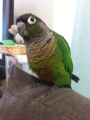 [Conure][ウロコインコ]
