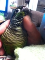 [Conure][ウロコインコ]