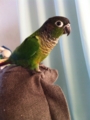 [Conure][ウロコインコ]