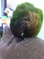 [Conure][ウロコインコ]