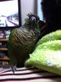 [Conure][ウロコインコ]