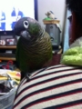 [Conure][ウロコインコ]