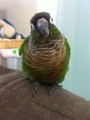 [Conure][ウロコインコ]
