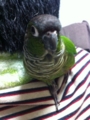 [Conure][ウロコインコ]