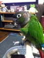 [Conure][ウロコインコ]