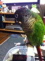 [Conure][ウロコインコ]