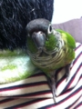 [Conure][ウロコインコ]