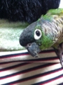 [Conure][ウロコインコ]