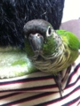 [Conure][ウロコインコ]
