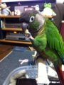 [Conure][ウロコインコ]