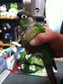 [Conure][ウロコインコ]