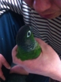 [Conure][ウロコインコ]