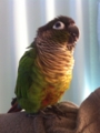 [Conure][ウロコインコ]
