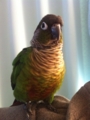 [Conure][ウロコインコ]