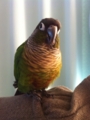 [Conure][ウロコインコ]