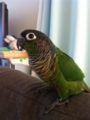 [Conure][ウロコインコ]