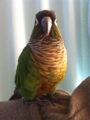 [Conure][ウロコインコ]