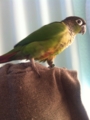 [Conure][ウロコインコ]