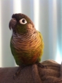 [Conure][ウロコインコ]