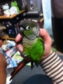 [Conure][ウロコインコ]