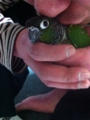 [Conure][ウロコインコ]