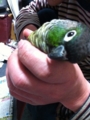 [Conure][ウロコインコ]